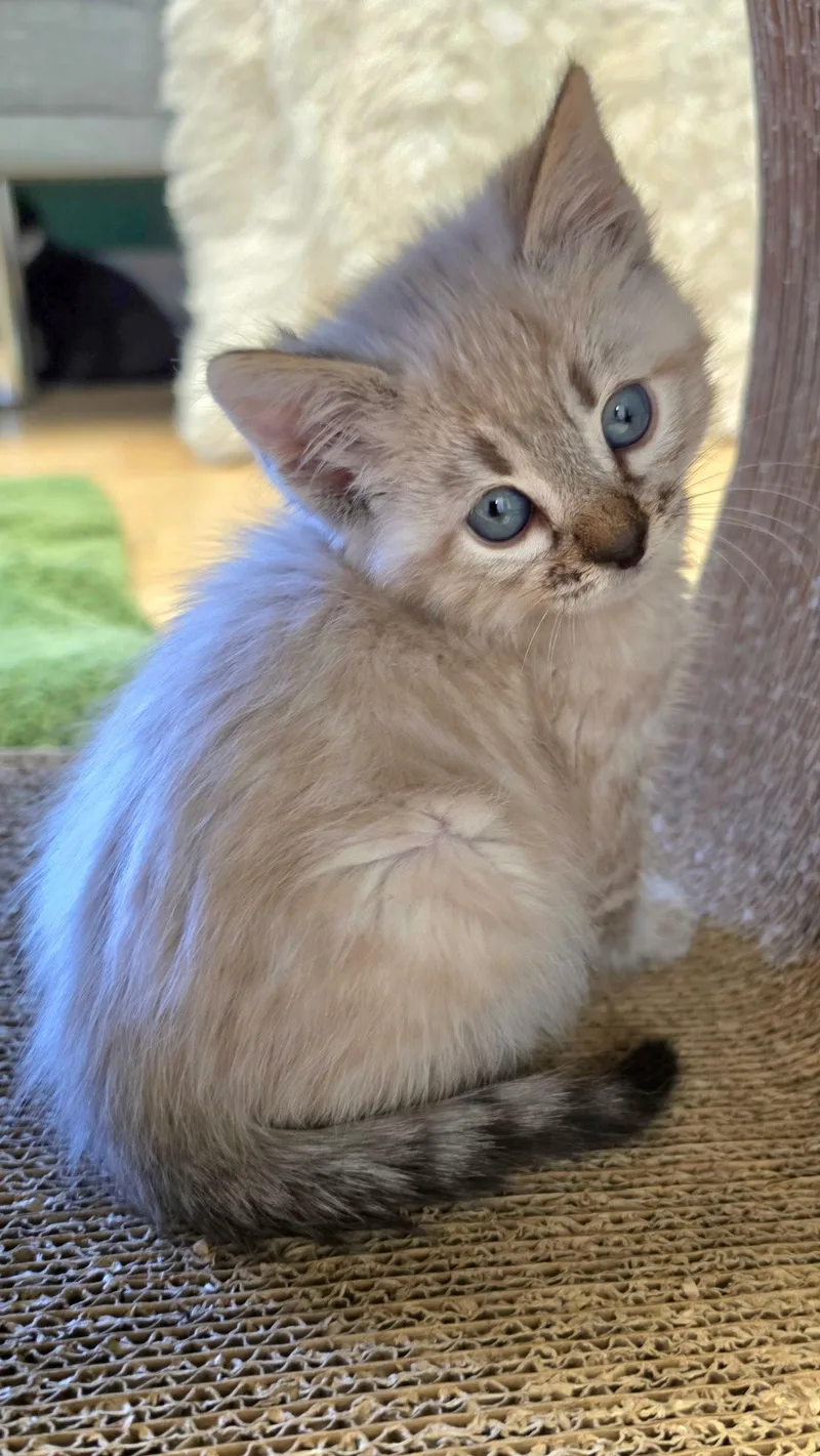 A baby medium-sized female Buff / Tan / Fawn Siamese cat named Harlow for adoption in Campbell, CA
