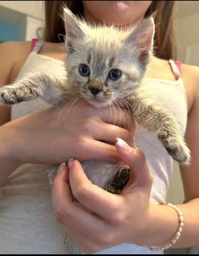 Harlow thumbnail 2