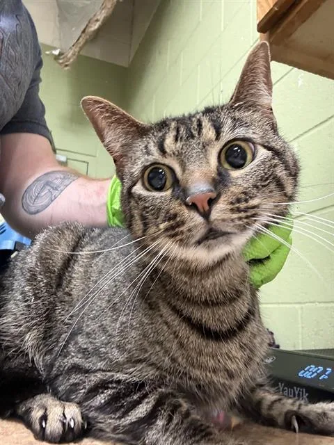 An adult small-sized female Domestic Short Hair cat named Shadow for adoption in Indianapolis, IN