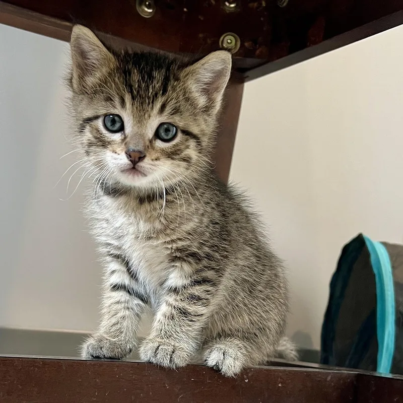 A baby medium-sized male Tabby (Brown / Chocolate) Domestic Short Hair cat named Manny for adoption in Jamestown, ND