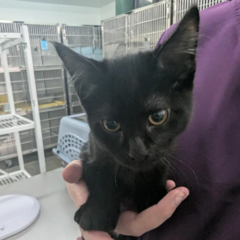 A baby small-sized male Black Domestic Short Hair cat named Noir for adoption in Manhattan, KS