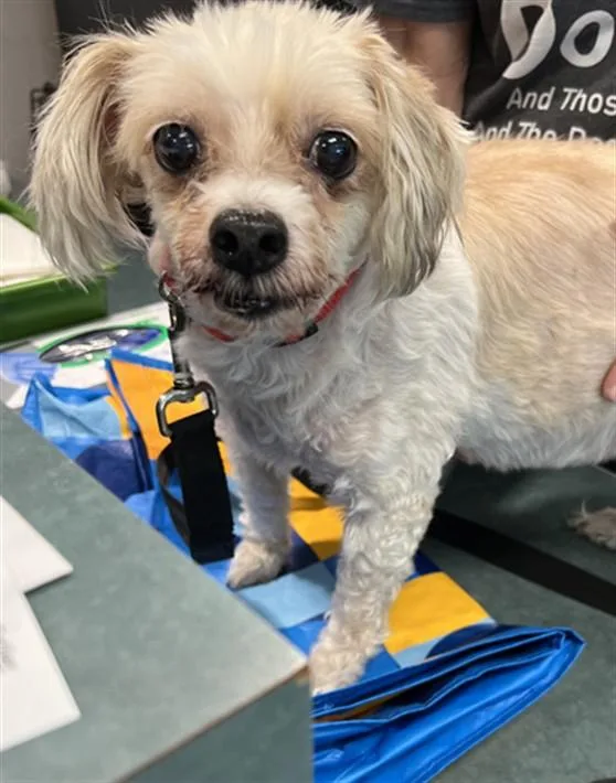 A senior small-sized female Maltese dog named Dolores for adoption in Chatsworth, CA