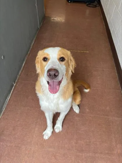 A young medium-sized female White / Cream Mixed Breed dog named Caro for adoption in Rapid City, SD