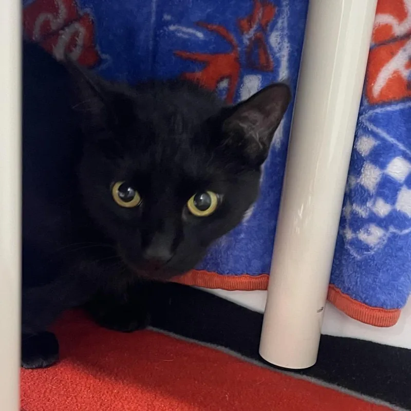 A senior medium-sized female Black Domestic Short Hair cat named Clover for adoption in Clearwater, FL
