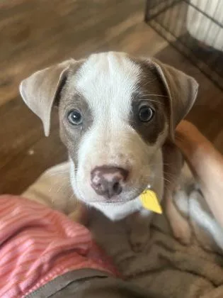 A baby small-sized male Dachshund dog named Bowie for adoption in Fort Worth, TX