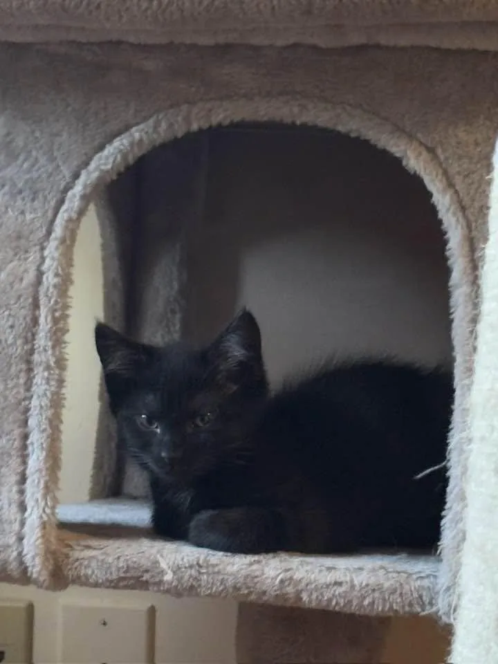 A baby medium-sized female Black Domestic Short Hair cat named Marie & Toulouse for adoption in Portland, ME