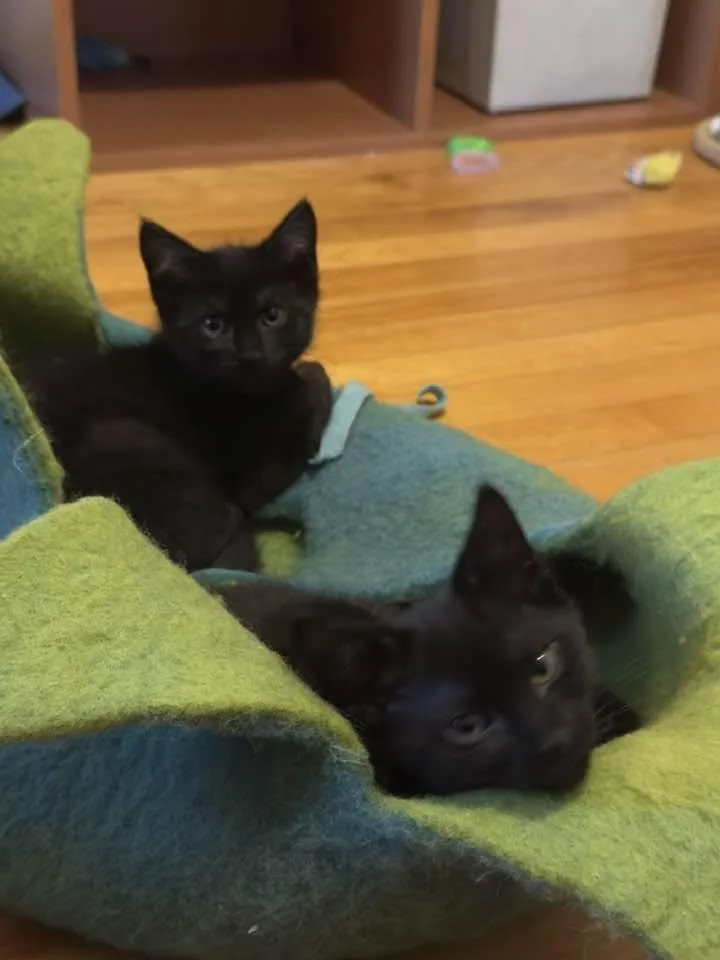 Marie & Toulouse thumbnail 3