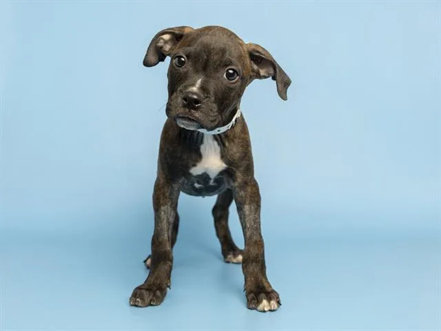 A baby small-sized male Boxer dog named Dumpling for adoption in Phoenix, AZ