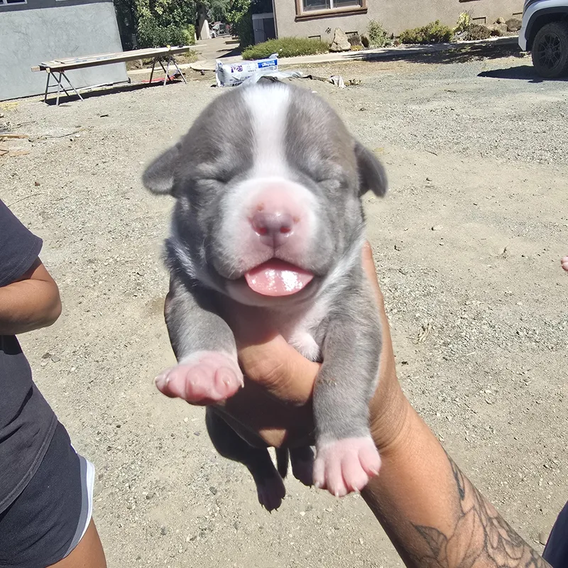 A baby medium-sized female Gray / Blue / Silver Pit Bull Terrier dog named Fendi for adoption in Brentwood, CA