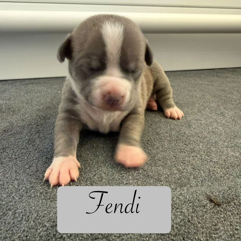 Fendi thumbnail 2