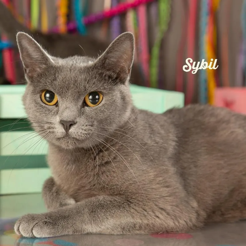 Sybil