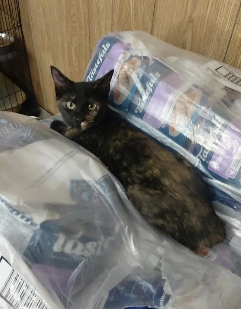 A baby medium-sized female Tortoiseshell Domestic Short Hair cat named Ivy for adoption in Spring, TX