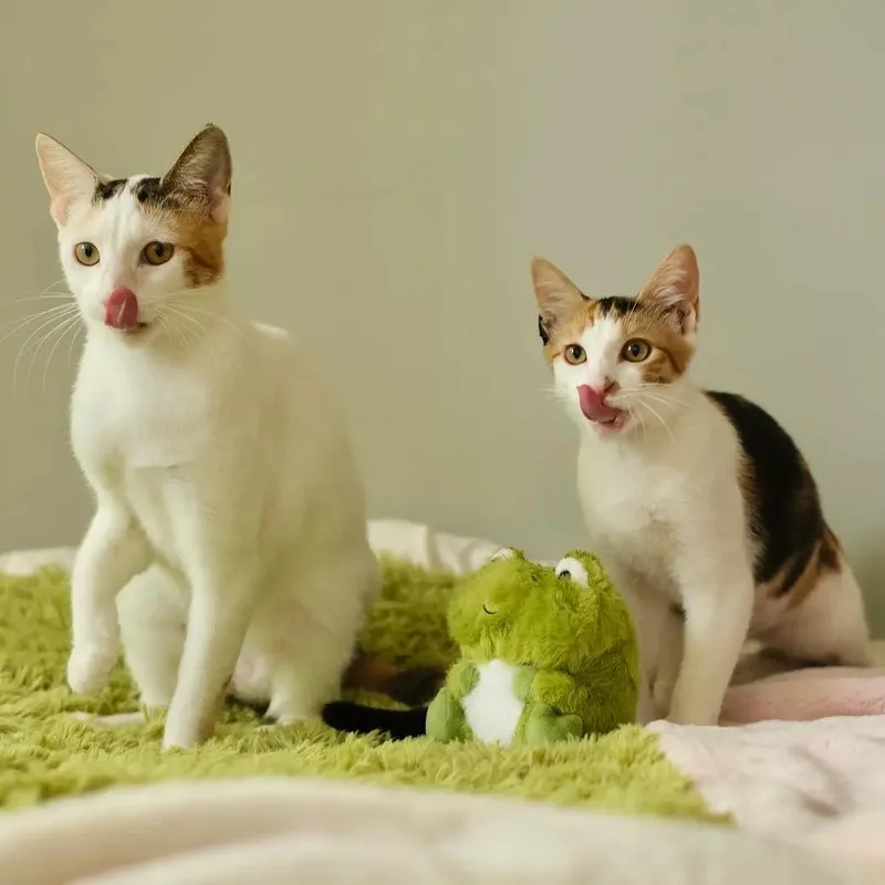 Lotus and Edamame thumbnail 3