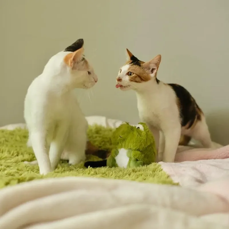 Lotus and Edamame thumbnail 4
