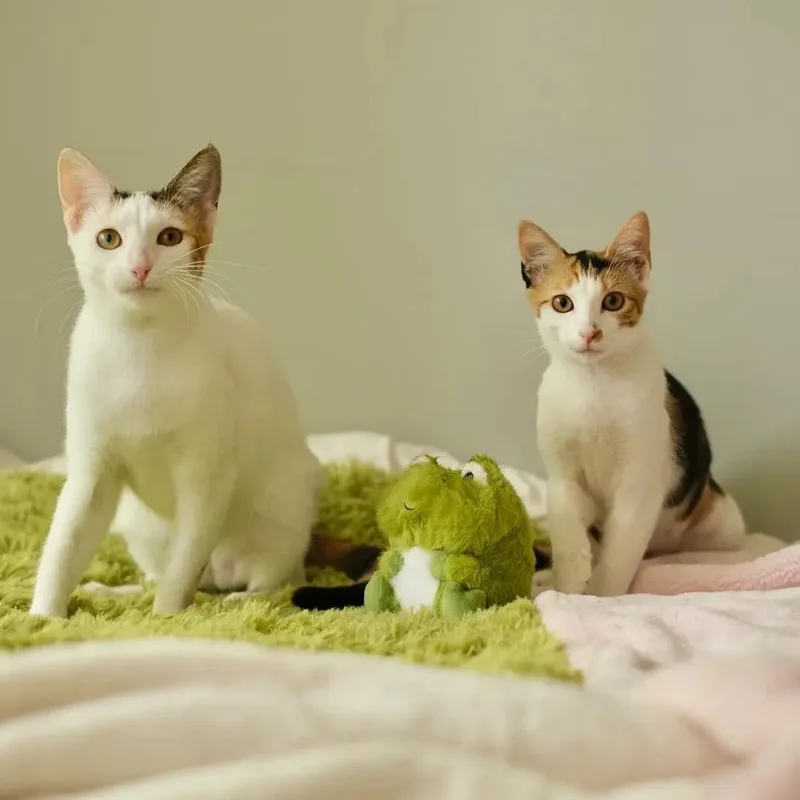 Lotus and Edamame thumbnail 5