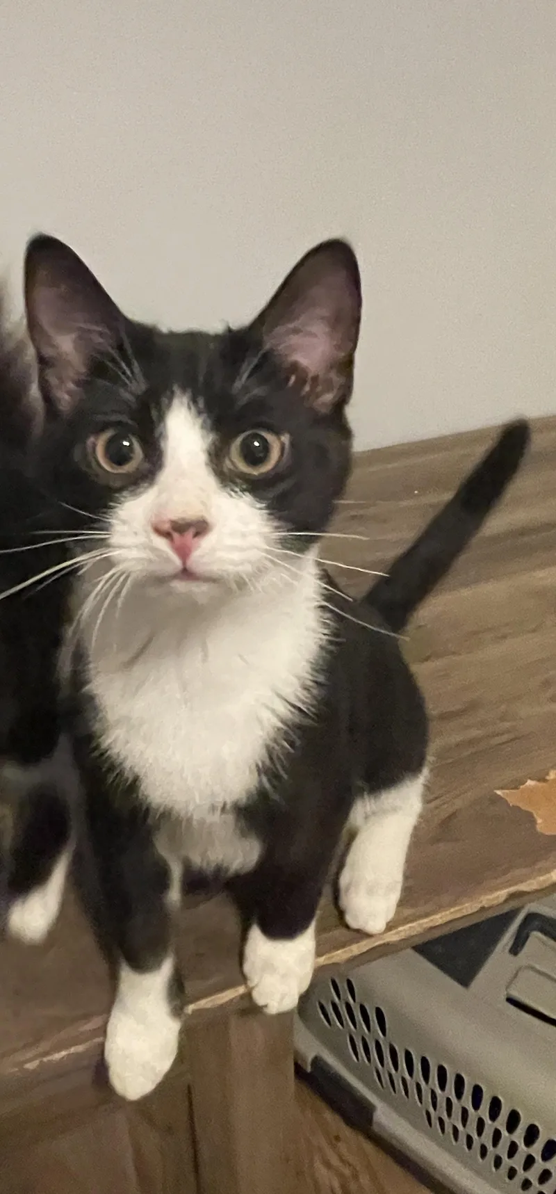 Dandelion thumbnail 2