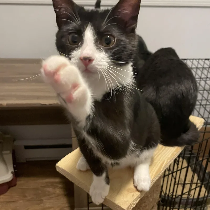 Dandelion thumbnail 3