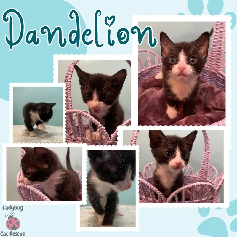 Dandelion thumbnail 4