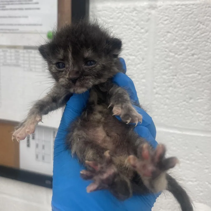 A baby small-sized female Black Domestic Short Hair cat named Jayjay for adoption in Leander, TX