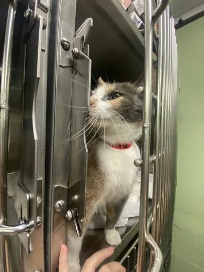 A young small-sized female Domestic Short Hair cat named Chismosa for adoption in Hobart, IN