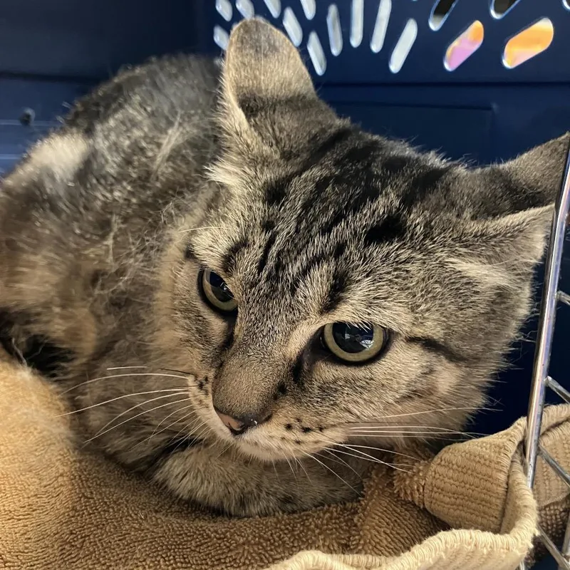 An adult medium-sized female Brown / Chocolate Domestic Short Hair cat named Maude for adoption in DeKalb, IL