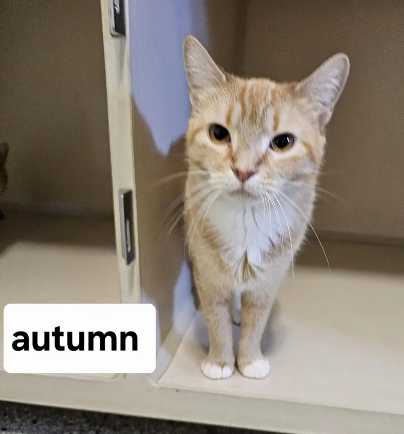 An adult medium-sized female Orange & White Domestic Short Hair cat named Autumn for adoption in Lincoln, IL
