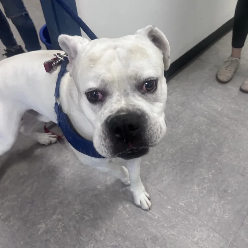 An adult large-sized male White / Cream American Bulldog dog named Blanko for adoption in Philadelphia, PA