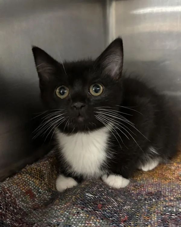A baby small-sized male Domestic Medium Hair cat named Floatie for adoption in Richmond, VA