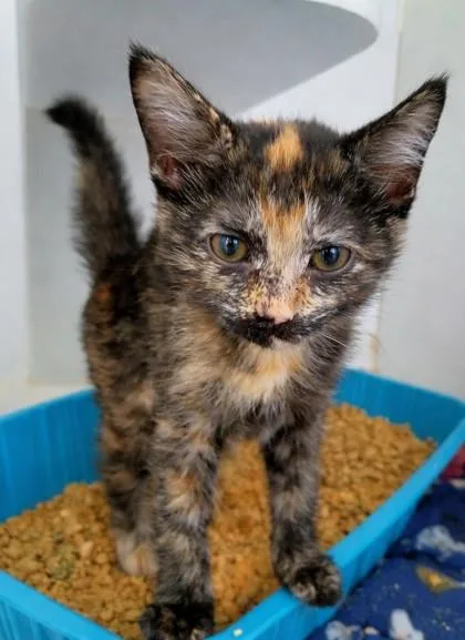 A young small-sized female Domestic Short Hair cat named Kiki for adoption in Beatrice, NE