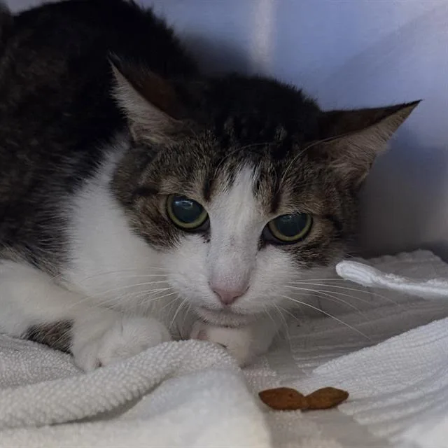 A senior medium-sized female Domestic Short Hair cat named Piper for adoption in Las Vegas, NV