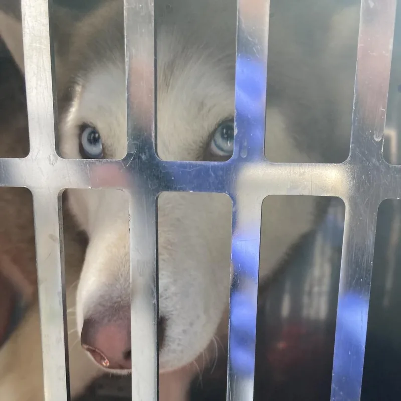 An adult large-sized female Brown / Chocolate Husky dog named Periwinkle for adoption in Philadelphia, PA