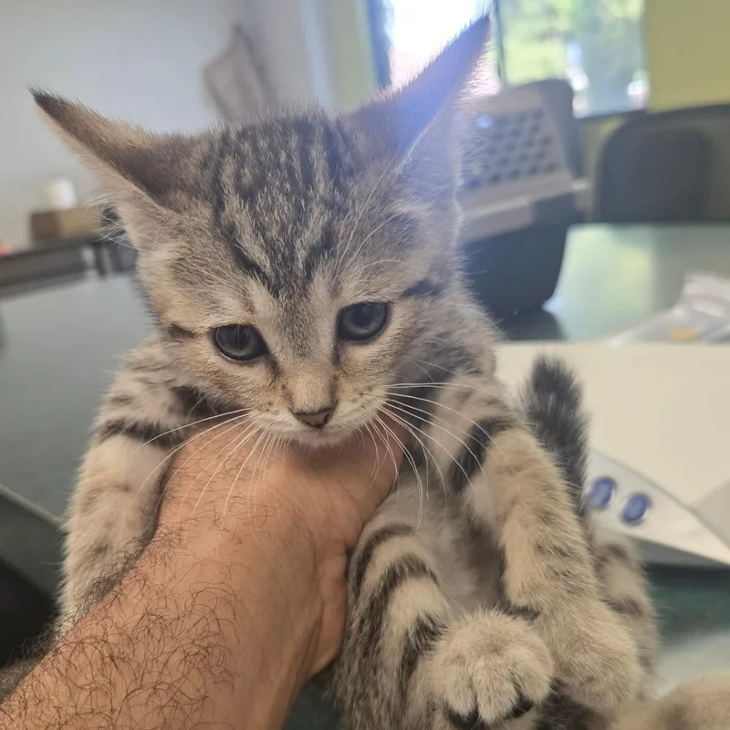 A baby small-sized female Gray / Blue / Silver Domestic Short Hair cat named Betty for adoption in San Jacinto, CA