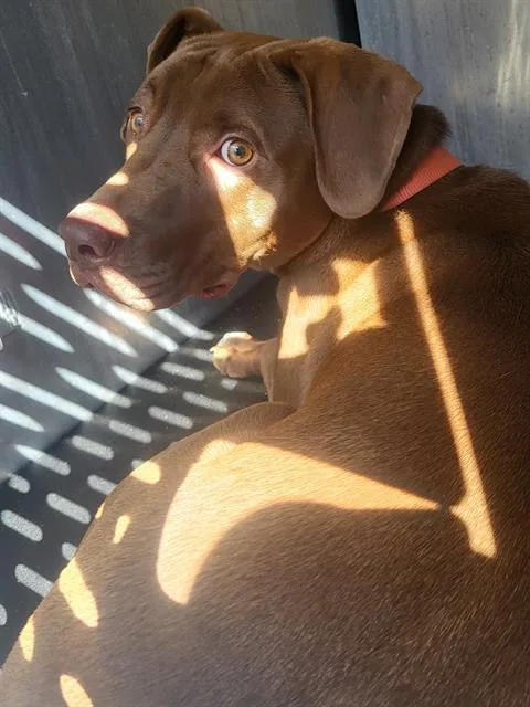 A young medium-sized male American Staffordshire Terrier dog named Charlie for adoption in San Antonio, TX