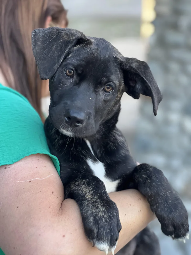 A baby large-sized female Brindle Cane Corso dog named Paisley for adoption in Encino, CA