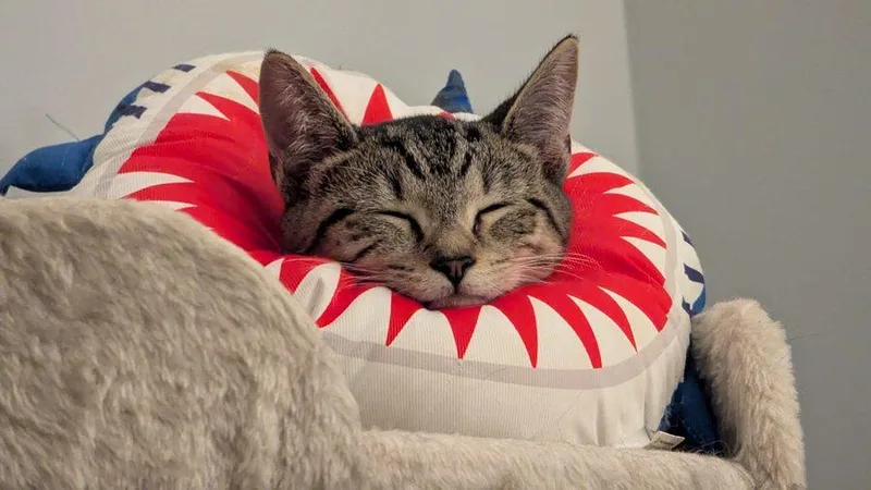 A baby medium-sized female Tabby (Gray / Blue / Silver) Domestic Short Hair cat named Ori for adoption in Bowie, MD