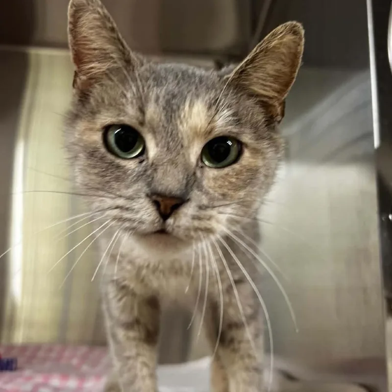 An adult medium-sized female Calico Domestic Short Hair cat named Sandra for adoption in Harrisville, WV
