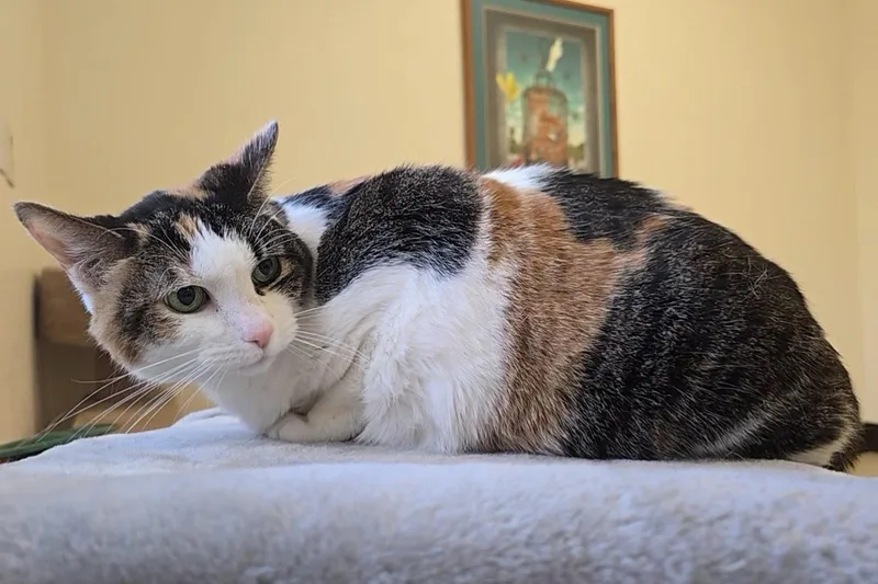 Felicity thumbnail 2