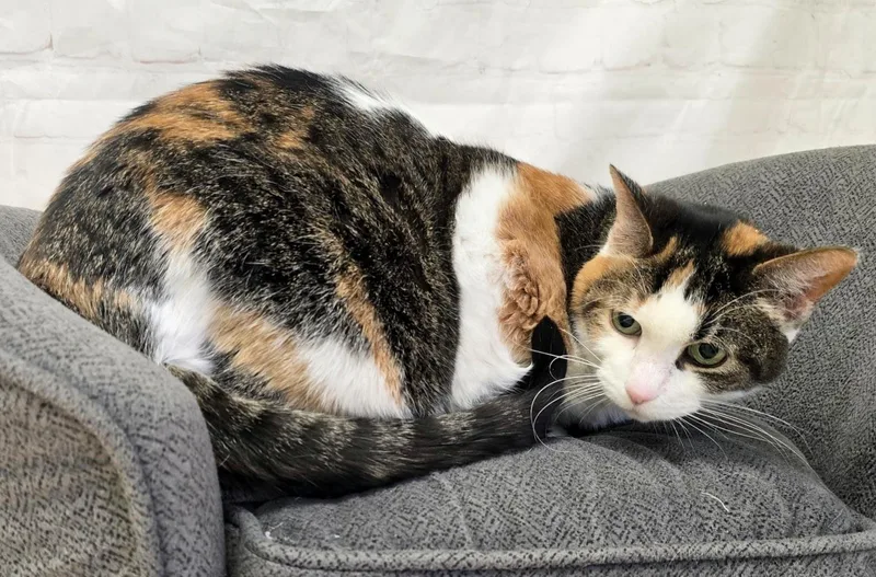 Felicity thumbnail 4