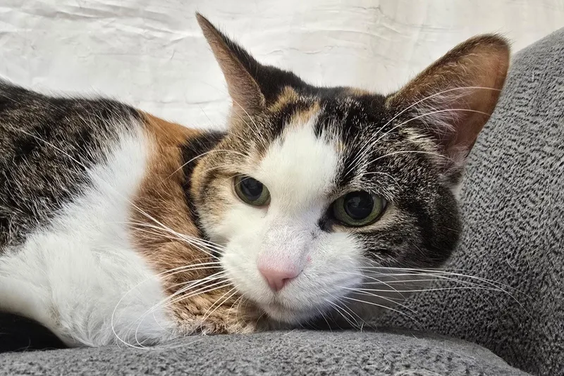 Felicity thumbnail 5