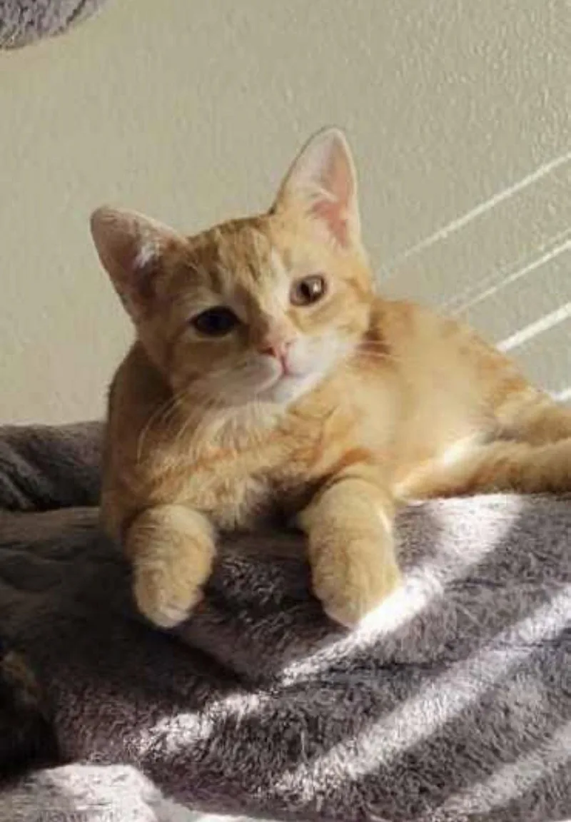 A young medium-sized female Domestic Short Hair cat named Eden for adoption in Riverside, CA