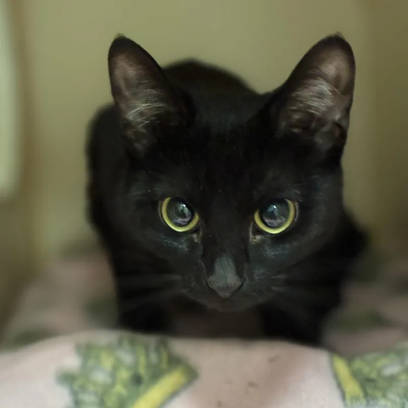 Nova