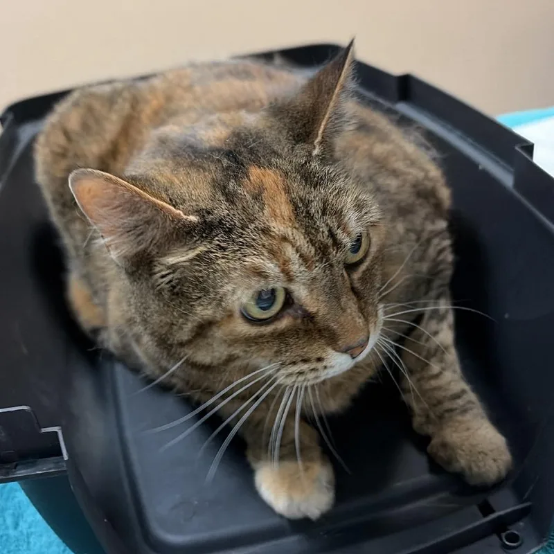 A senior large-sized female Domestic Short Hair cat named Maisy for adoption in Tacoma, WA