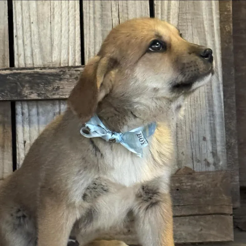A baby large-sized male Yellow / Tan / Blond / Fawn Great Pyrenees dog named Brooks for adoption in Oxford, ME