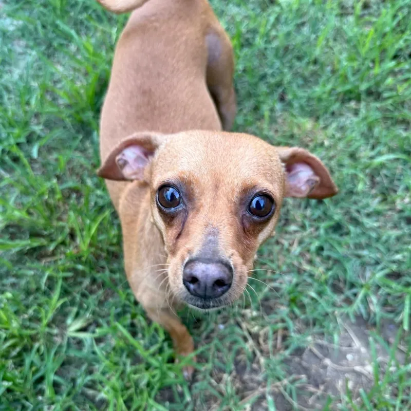An adult small-sized female Red / Chestnut / Orange Chihuahua dog named Magnolia for adoption in Leander, TX