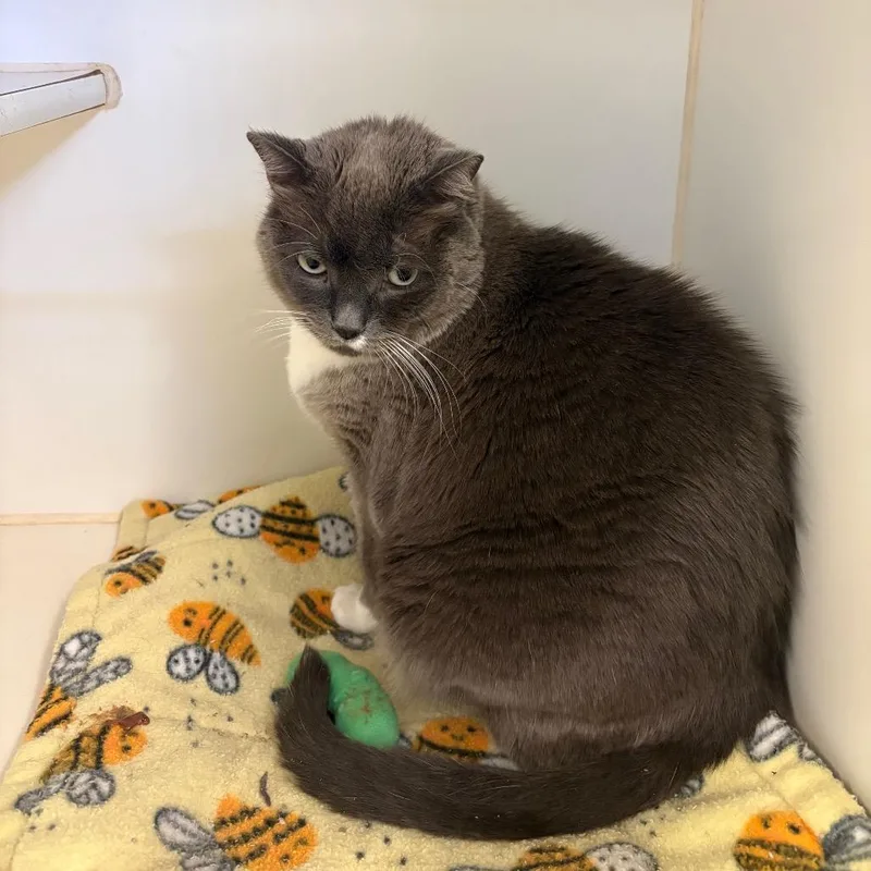 An adult large-sized male Domestic Short Hair cat named Remy for adoption in Grass Valley, CA