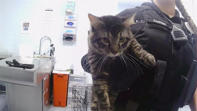 An adult medium-sized male Domestic Short Hair cat named Junior for adoption in Charlotte, NC