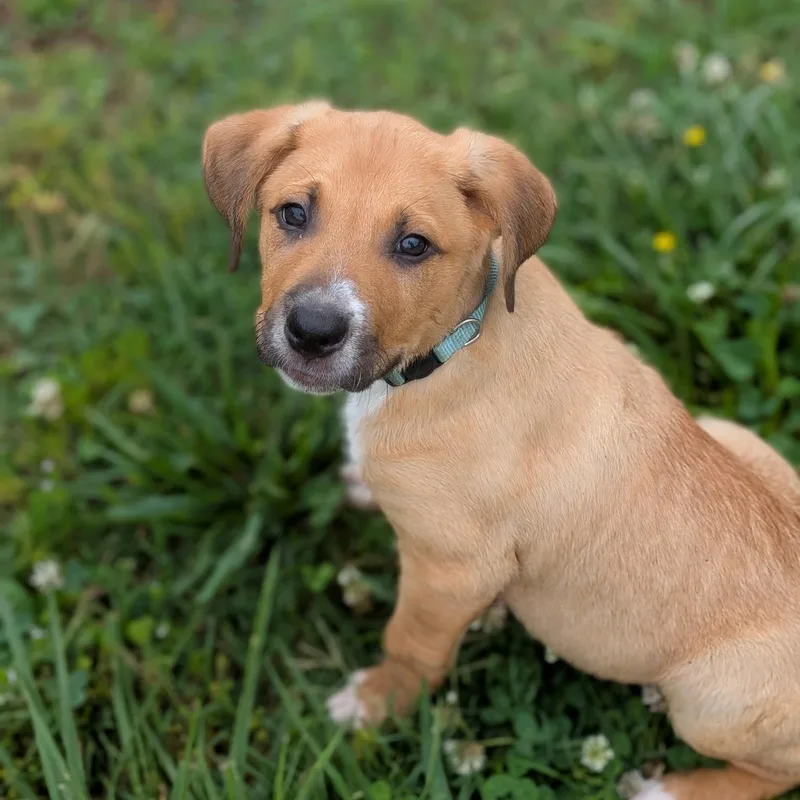 A baby medium-sized male Apricot / Beige Mixed Breed dog named Lightning for adoption in Spring hill, TN