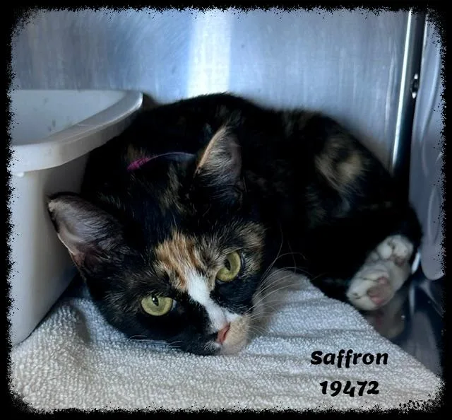A young medium-sized female Tortoiseshell Domestic Short Hair cat named Saffron See Also Paprika for adoption in Marietta, GA
