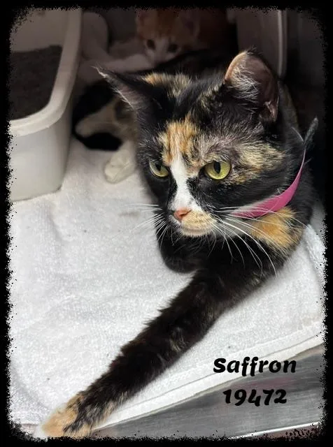 Saffron See Also Paprika thumbnail 3