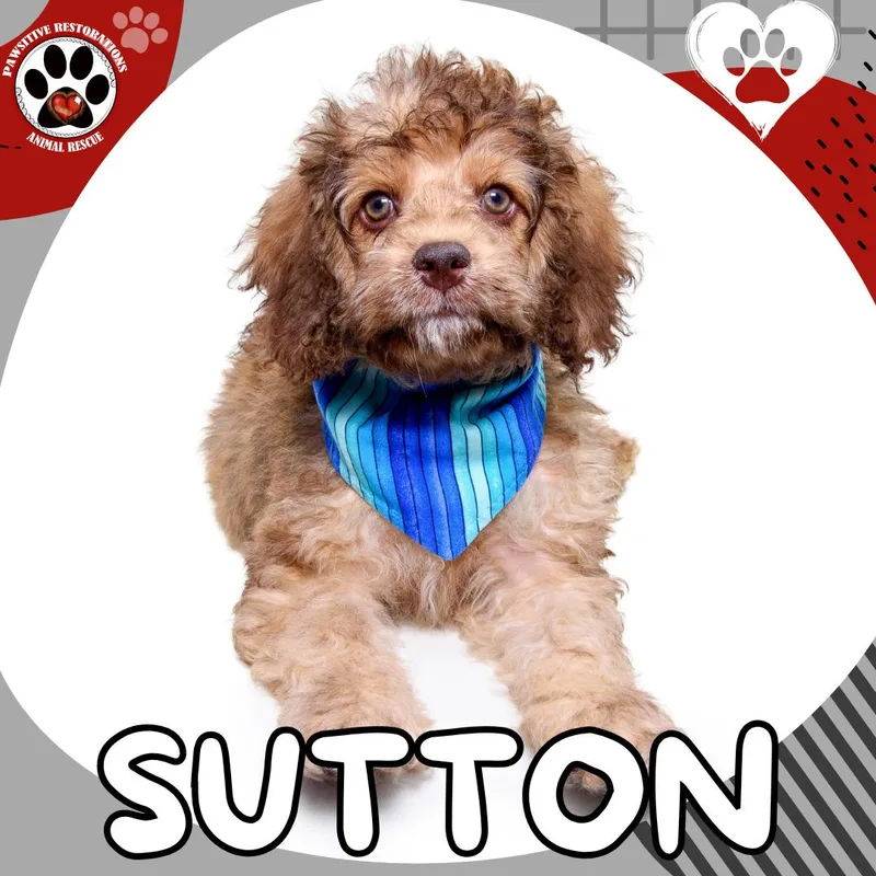 Sutton